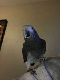 Lost African Grey