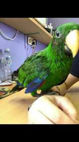 Lost Eclectus