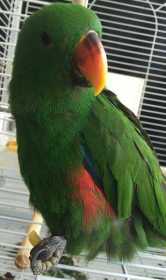 Lost Eclectus