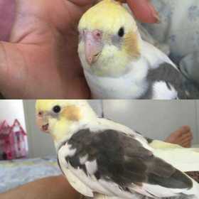 Lost Cockatiel