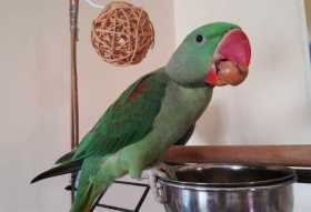 Lost Alexandrine