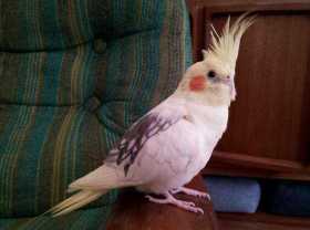 Lost Cockatiel