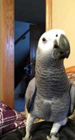 Lost African Grey