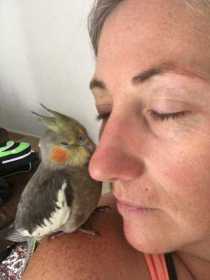 Lost Cockatiel