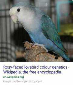 Lost Lovebird