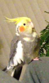 Lost Cockatiel