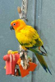 Lost Conure