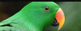 Lost Eclectus