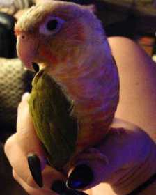 Lost Conure