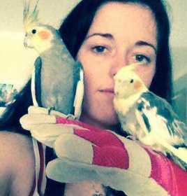 Lost Cockatiel