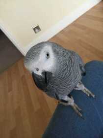 Lost African Grey