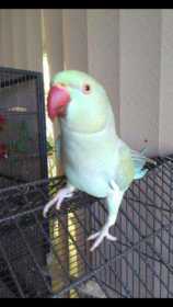 Lost Indian Ringneck Parakeet