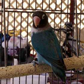 Lost Lovebird