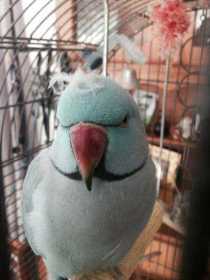 Lost Indian Ringneck Parakeet