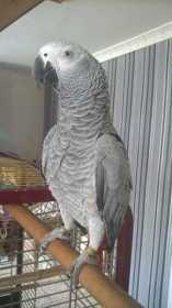 Lost African Grey