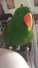 Lost Eclectus