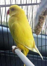 Lost Indian Ringneck Parakeet