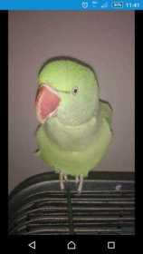 Lost Alexandrine