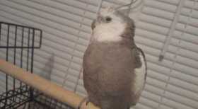 Lost Cockatiel