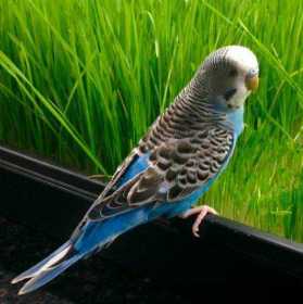 Lost Budgerigar