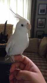 Lost Cockatiel