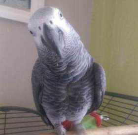 Lost African Grey