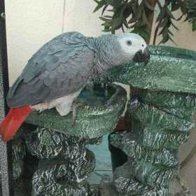 Lost African Grey