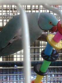 Lost Indian Ringneck Parakeet