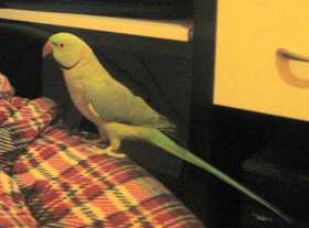 Lost Indian Ringneck Parakeet