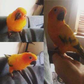 Lost Conure