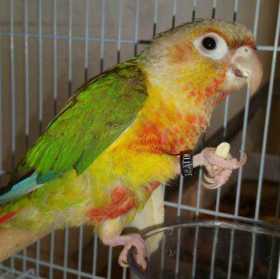 Lost Conure