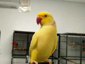 Lost Indian Ringneck Parakeet