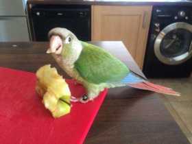 Lost Conure