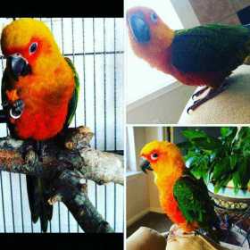 Lost Conure