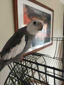 Lost Cockatiel