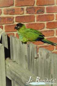 Lost Conure