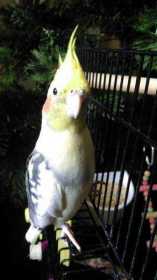 Lost Cockatiel