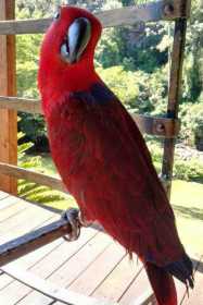 Lost Eclectus