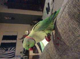 Lost Indian Ringneck Parakeet