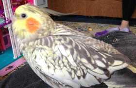 Lost Cockatiel