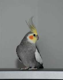 Lost Cockatiel