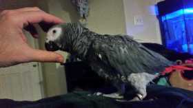Lost African Grey