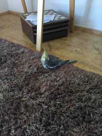 Lost Cockatiel