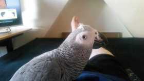 Lost African Grey