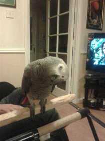 Lost African Grey
