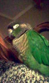 Lost Conure