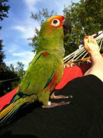 Lost Conure