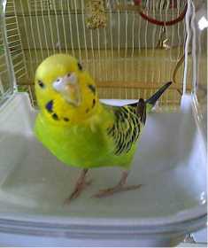 Lost Budgerigar