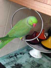 Lost Indian Ringneck Parakeet