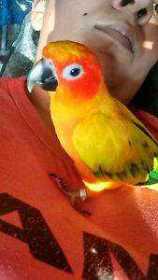 Lost Conure